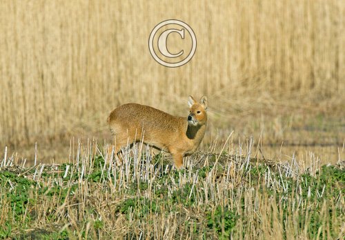 Chinese Water Deer 10